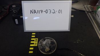 Media type: image;   Invertebrate Zoology 153120 Description: live specimen;